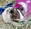 adoptable Guinea Pig in , MA named KAY