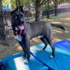 adoptable Dog in Jamaica Plain, MA named LUCE