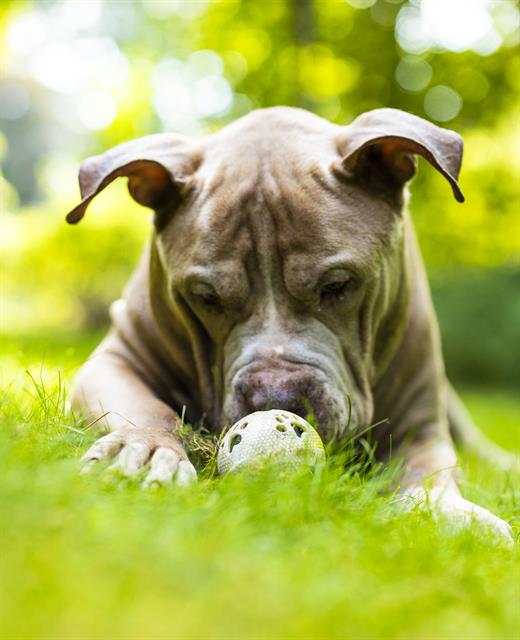 adoptable Dog in Jamaica Plain, MA named BROCK