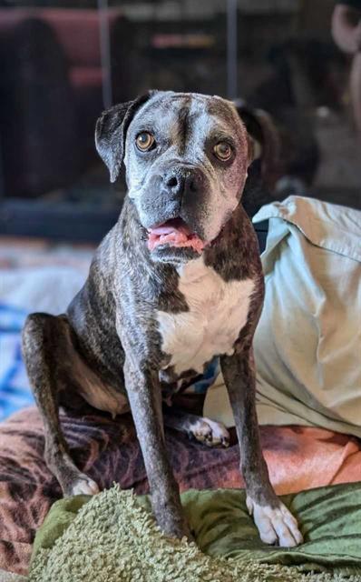 adoptable Dog in Jamaica Plain, MA named CAPRI SUN