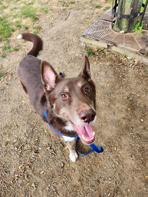 adoptable Dog in Jamaica Plain, MA named SKY