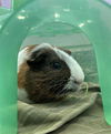 adoptable Guinea Pig in , MA named THEODORE