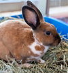 adoptable Rabbit in Jamaica Plain, MA named OPOSSUM