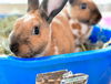 adoptable Rabbit in  named GROUNDHOG