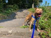 adoptable Dog in Jamaica Plain, MA named SIMBA