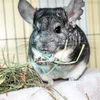 adoptable Chinchilla in  named HERBIE