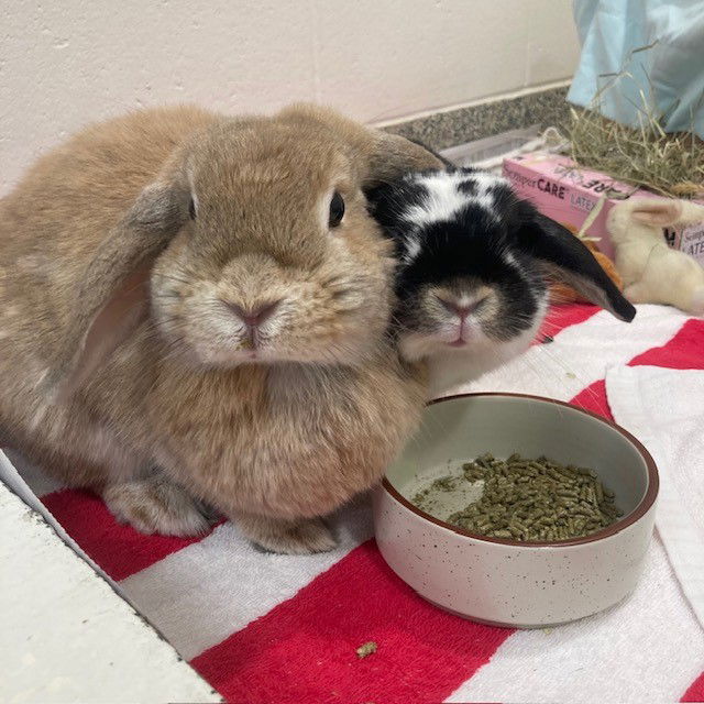 adoptable Rabbit in Jamaica Plain, MA named FLUFFY