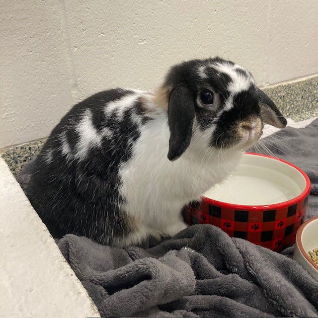 adoptable Rabbit in Jamaica Plain, MA named OREO