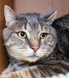 adoptable Cat in Jamaica Plain, MA named FLUFFY