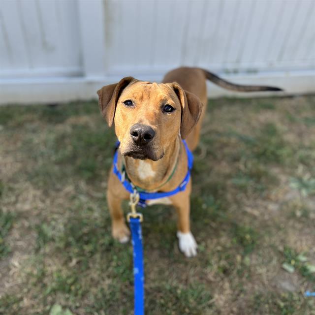 adoptable Dog in Jamaica Plain, MA named JANE