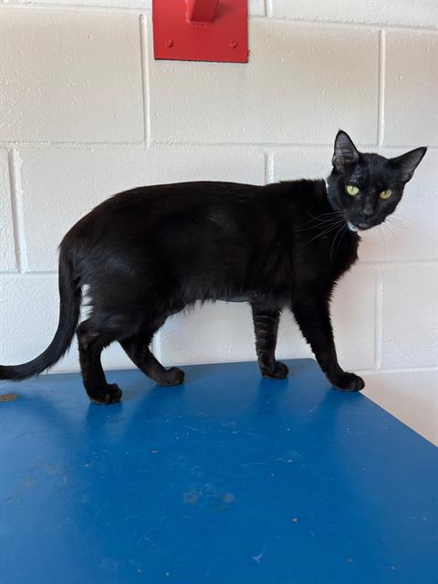 adoptable Cat in Jamaica Plain, MA named WINONA