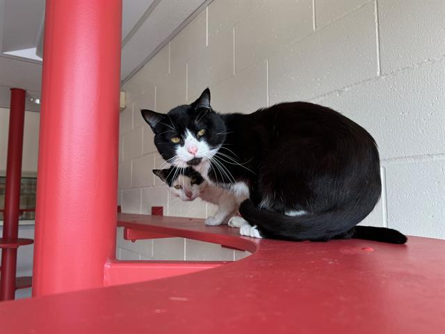 adoptable Cat in Jamaica Plain, MA named WAVERLY