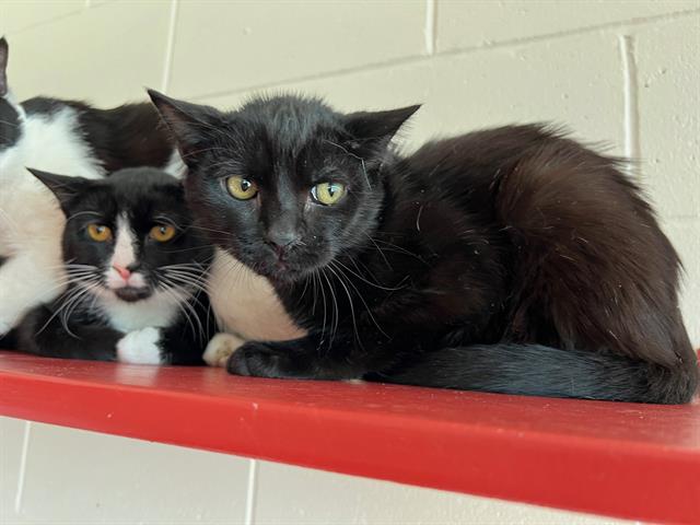 adoptable Cat in Jamaica Plain, MA named SHADOW