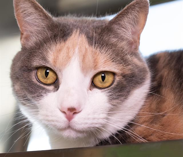 adoptable Cat in Jamaica Plain, MA named KAYA