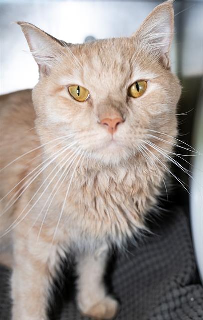 adoptable Cat in Jamaica Plain, MA named BUTTERS