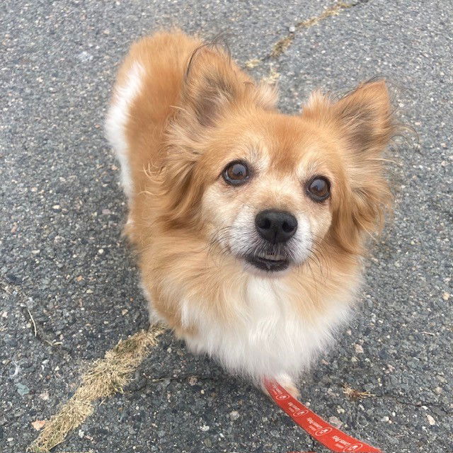 adoptable Dog in Jamaica Plain, MA named BLEU