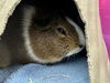 adoptable Guinea Pig in Jamaica Plain, MA named COCO