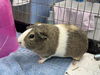 adoptable Guinea Pig in Jamaica Plain, MA named GINGER