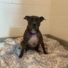 adoptable Dog in Jamaica Plain, MA named PRUDENCE