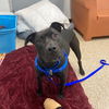 adoptable Dog in Jamaica Plain, MA named ROSE