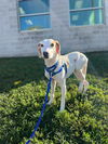 adoptable Dog in Jamaica Plain, MA named HENRY