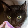 adoptable Cat in Jamaica Plain, MA named ONYX