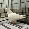 adoptable Bird in Jamaica Plain, MA named ALICE