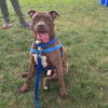 adoptable Dog in , MA named SPENCER