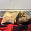 adoptable Guinea Pig in  named RONALDO