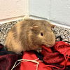 adoptable Guinea Pig in  named MESSI