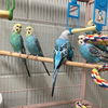 adoptable Bird in  named COLBY