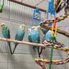 adoptable Bird in  named VICKIE