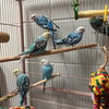 adoptable Bird in  named STANG