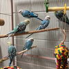 adoptable Bird in  named JARROD