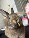 adoptable Rabbit in  named JOAN