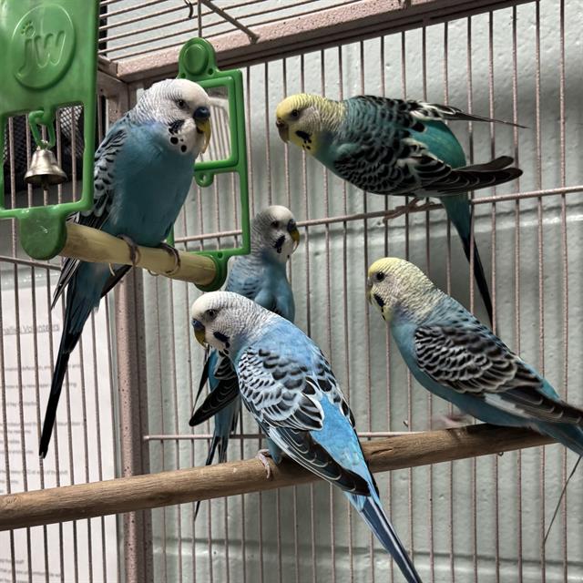 adoptable Bird in Jamaica Plain, MA named COLIN