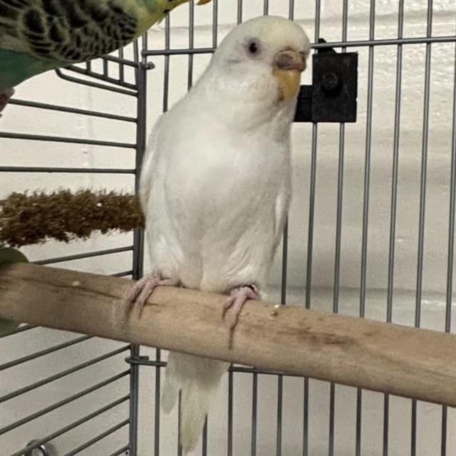 adoptable Bird in Jamaica Plain, MA named WINTER