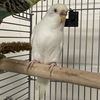adoptable Bird in  named WINTER