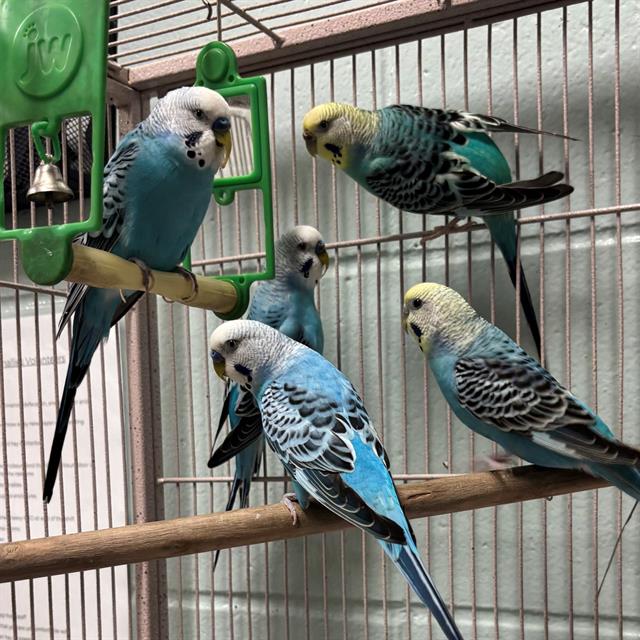 adoptable Bird in Jamaica Plain, MA named ALICIA