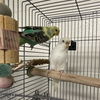 adoptable Bird in  named OCEAN