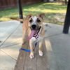 adoptable Dog in  named DURANGO