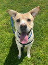 adoptable Dog in  named SMOKEY