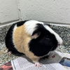 adoptable Guinea Pig in  named TRICOLOR