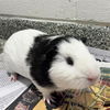 adoptable Guinea Pig in  named WILL
