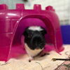adoptable Guinea Pig in  named DECO
