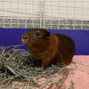 adoptable Guinea Pig in  named MELVIN
