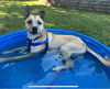adoptable Dog in  named BRUNO