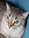 adoptable Cat in Jamaica Plain, MA named LEO