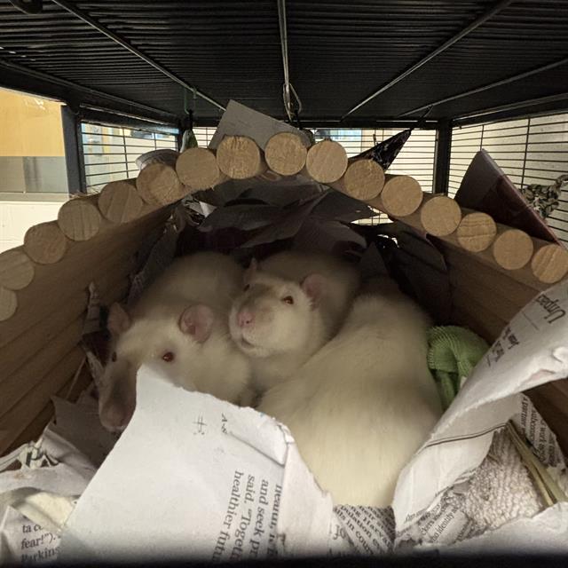 adoptable Rat in Jamaica Plain, MA named CHEESECAKE