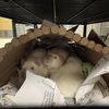 adoptable Rat in  named CHEESECAKE